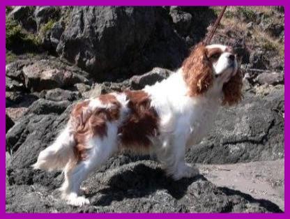 Charlemere The Love Bug | Cavalier King Charles Spaniel 