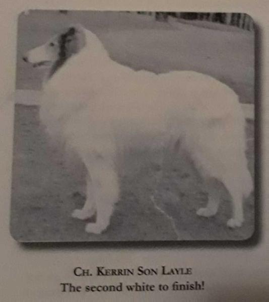 Kerrin Son of Layle | Rough Collie 