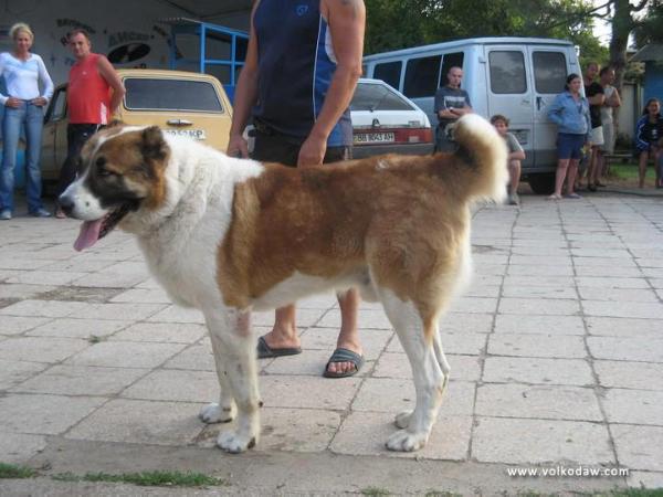 Nuhur | Central Asian Shepherd Dog 