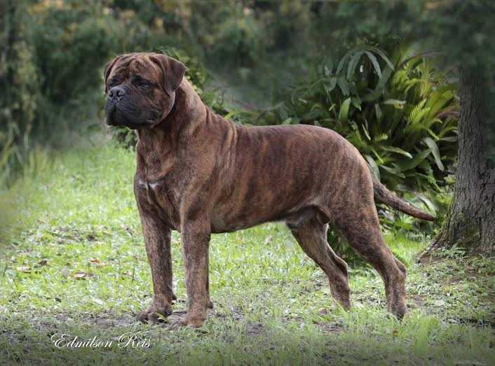 MIMBA KUERA DO EASHIK ANAUE | Bullmastiff 