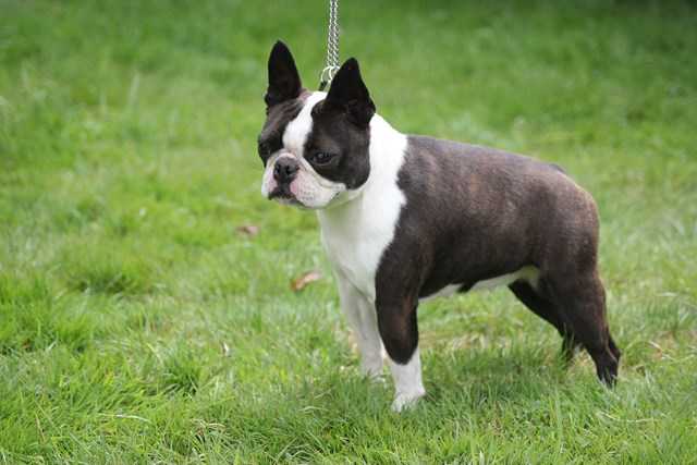 GALETTE DES ROIS DU GRAND FRESNOY | Boston Terrier 