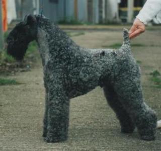 Arkama Claim to Fame | Kerry Blue Terrier 