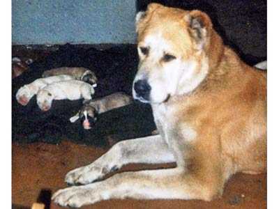 ???? ???? | Central Asian Shepherd Dog 