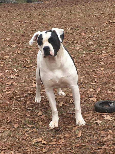 UNIQUE AKA DIXIELAND DELIGHT | American Bulldog 