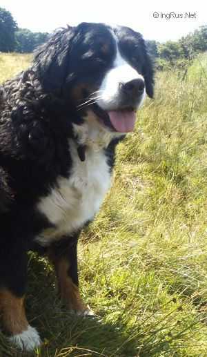 GAIA van de BUUT VRIJ HOEVE | Bernese Mountain Dog 