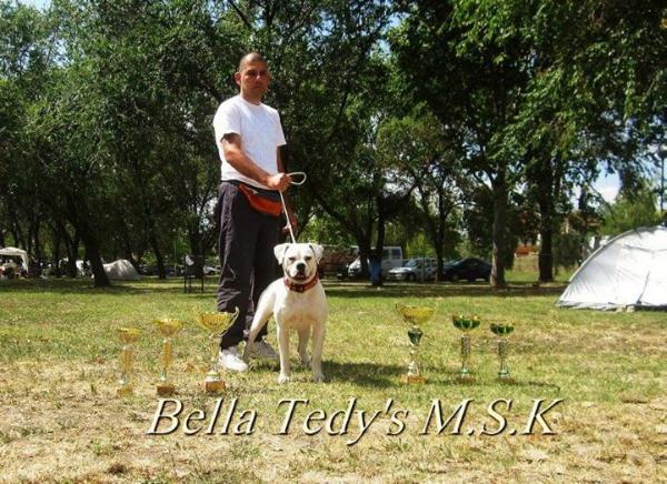 Bella Tedy's Mao's Snow Kingdom | American Bulldog 