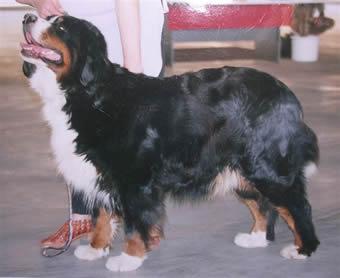 WEKERLEI-NAGYMEDVE KITTI | Bernese Mountain Dog 