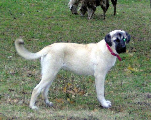 Zilli | Kangal 