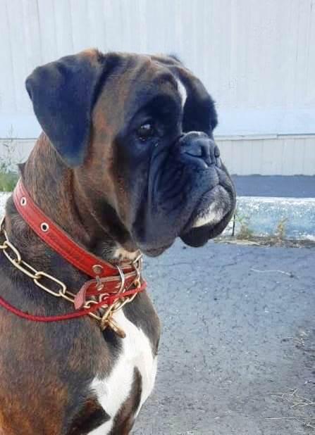 Valencia Denburg | Boxer 