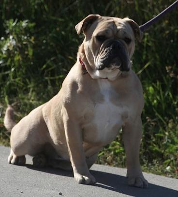 Rimpler's Ditte | Olde English Bulldogge 