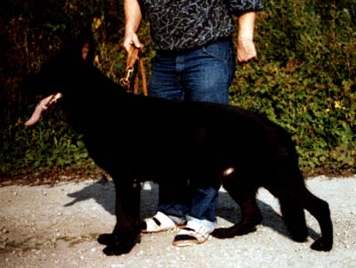 Kai vom Geefacker | German Shepherd Dog 
