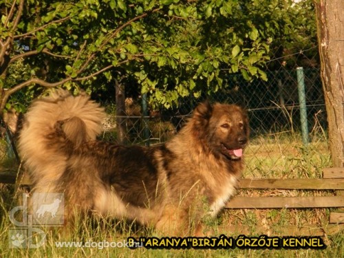 B-”aranya” -Birján Orzoje Cini | Caucasian Mountain Dog 