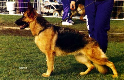 Cina vom Rader-Kreuz | German Shepherd Dog 