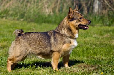 STENRIKAS HURTIGA HEDDA | Swedish Vallhund 