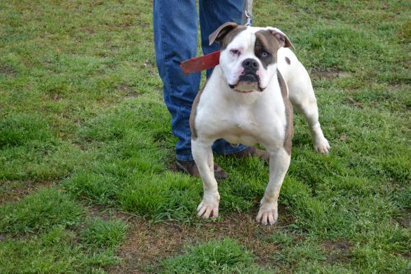 Leifheit's Zeus Iceman of QMK | American Bulldog 