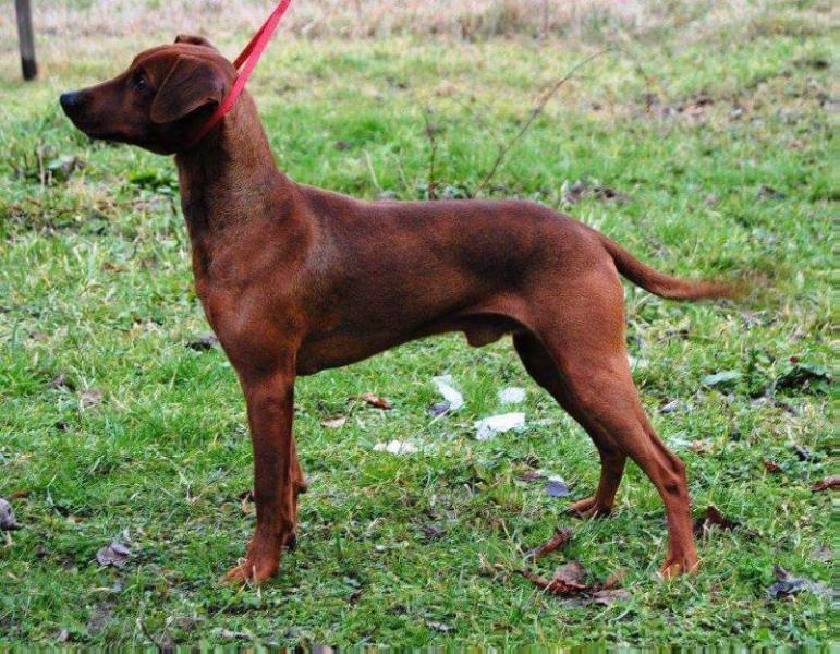 Just one red angel king black | German Pinscher 