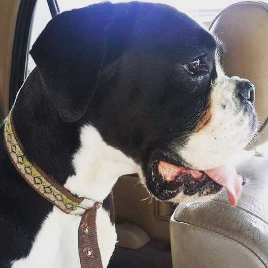 LaBella's Dark Beauty Von Shamrock's | Boxer 
