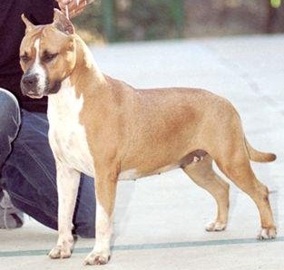 MSL BN Melody | American Staffordshire Terrier 