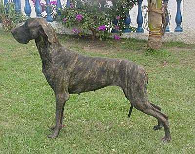 ALLANDANE'S RHANA JARDIM SILVA | Great Dane 