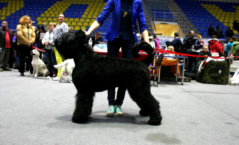 NEZHNY ZVER GOSUDARYNYA-BARYNYA | Black Russian Terrier 