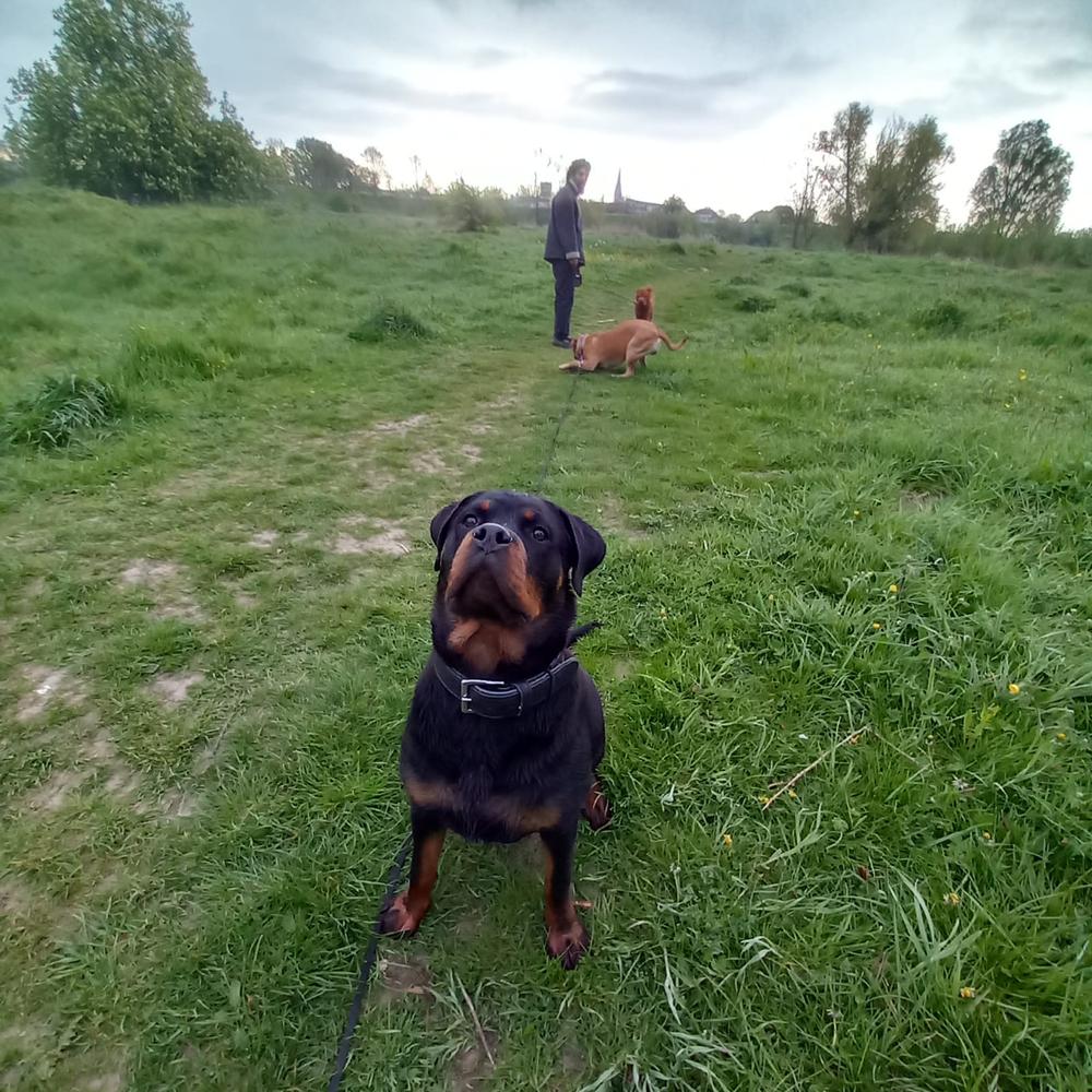 Starkkennels Paola | Rottweiler 