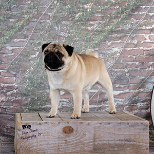 Xoe’s Cassius Clay | Pug 