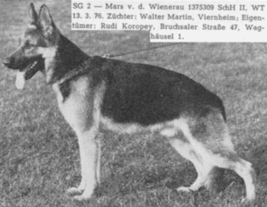 Mars von der Wienerau | German Shepherd Dog 