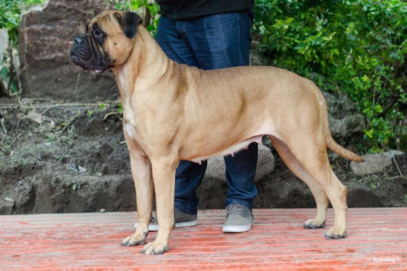 Egeria Zimowa Aura | Bullmastiff 