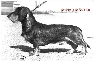 Mikkels Mäster | Dachshund 