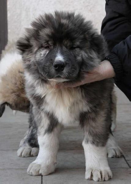 Karabah Királya Lenon | Caucasian Mountain Dog 
