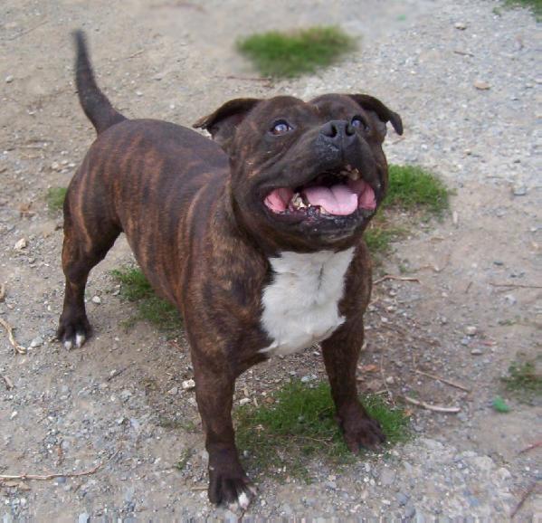 Boris de l'escane crabe | Staffordshire Bull Terrier 