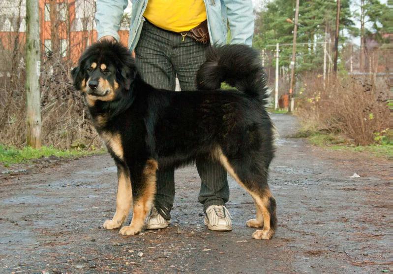 Gutiere s Volchey zemli | Tibetan Mastiff 