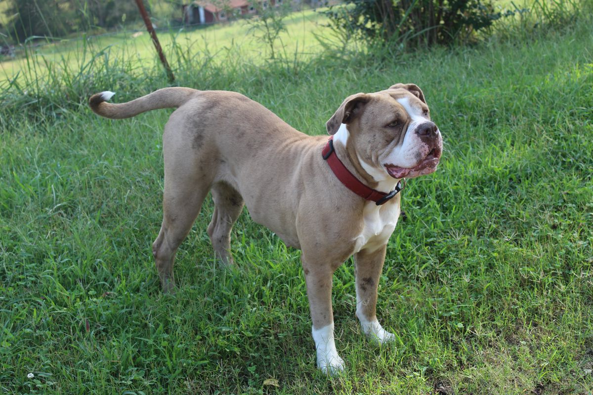 FG's Ima Hearts Desire "Zara" | Alapaha Blue Blood Bulldog 