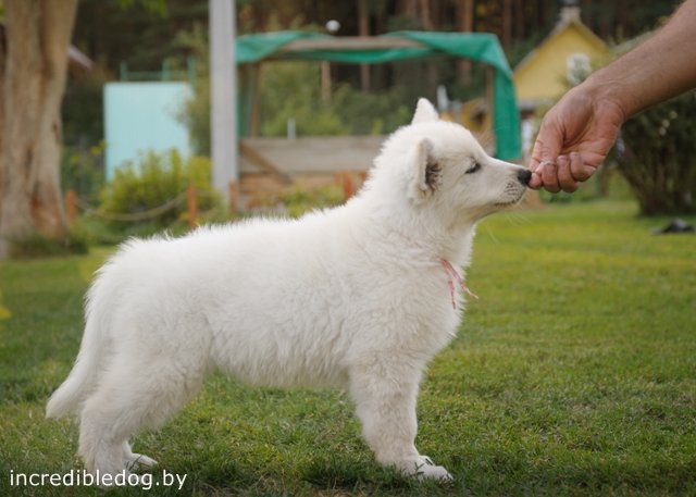 Alanda Incredible Dog | White Swiss Shepherd Dog 