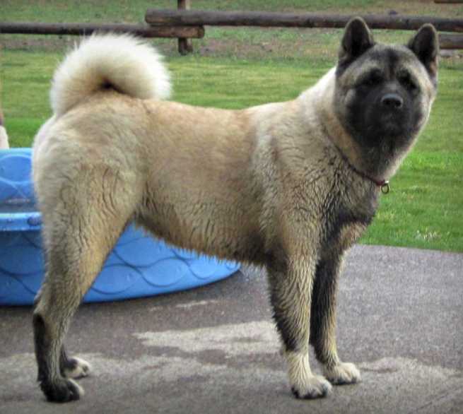 Regalia's Thousand Miles Little Bear | Akita 