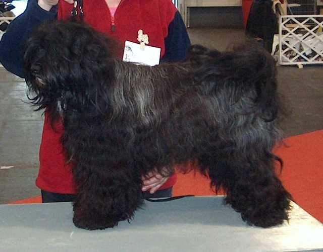 Rozsdas Halasz Ghsire-Gankar | Tibetan Terrier 