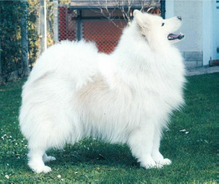 Ice King`s Misty Lee | Samoyed 