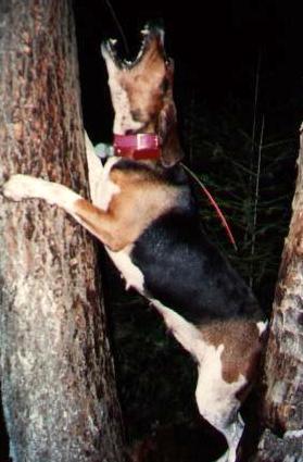 Skean's Dolly | Treeing Walker Coonhound 