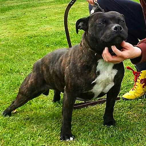 Suirstaff Choclate | Staffordshire Bull Terrier 