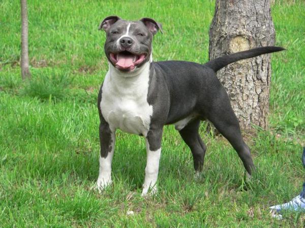 Wild Night's Buck | American Staffordshire Terrier 