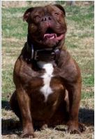 Bronze Gromit | Olde English Bulldogge 