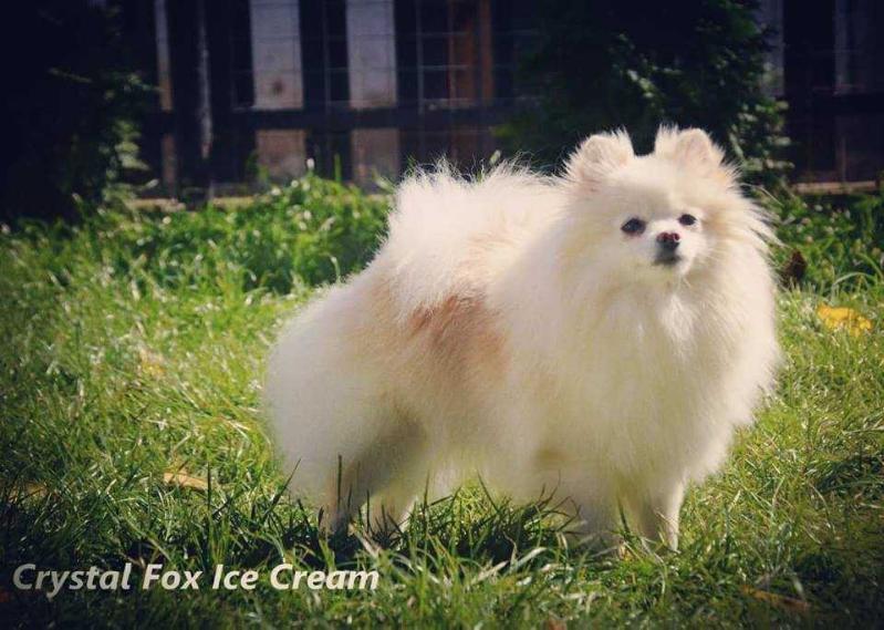 Crystal Fox Ice Cream | German Spitz 