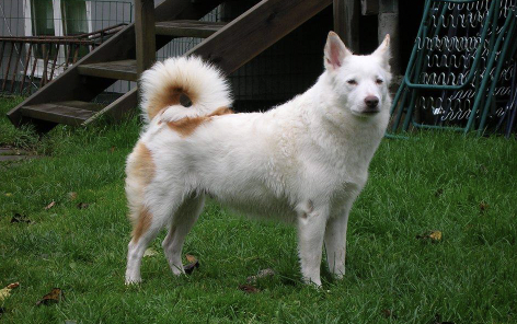 Tildras Nypa | Icelandic Sheepdog 