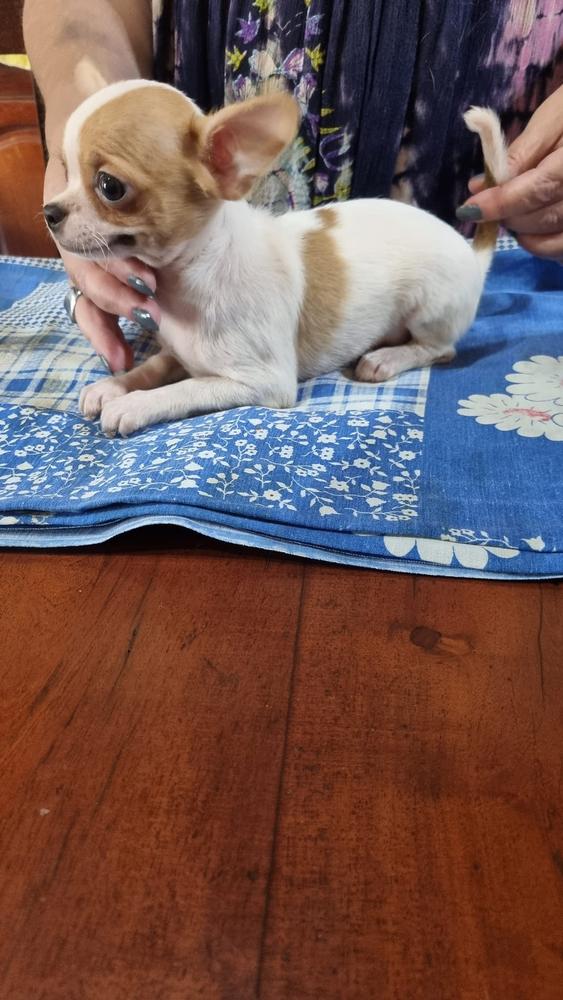 Pistacchio De Indicami | Chihuahua 