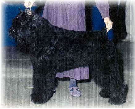 Aristes Northern Ice | Bouvier des Flandres 