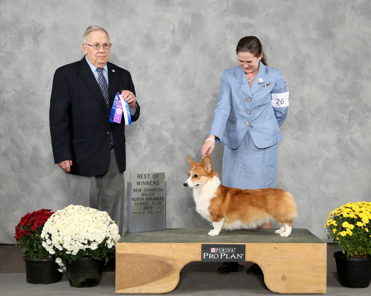 Tamera’s Let’s Make It Happen | Pembroke Welsh Corgi 