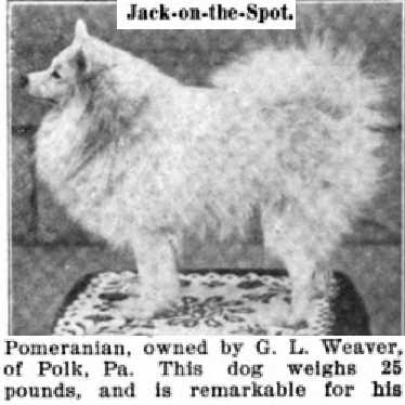 Jack on the Spot | Pomeranian 