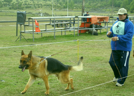 Duque von vermica | German Shepherd Dog 