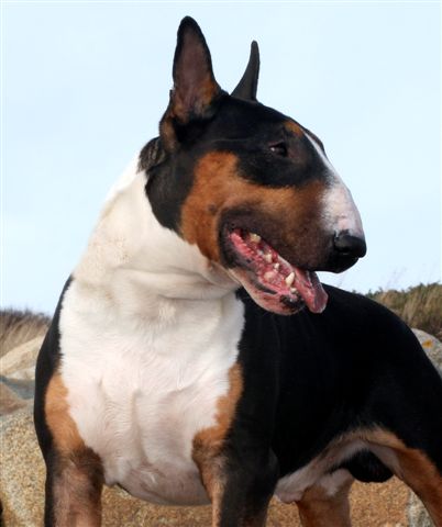 Stockleview Dark Destiny | Bull Terrier 