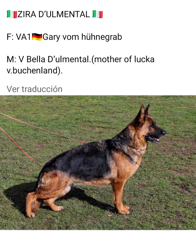 ZIRA d'Ulmental | German Shepherd Dog 